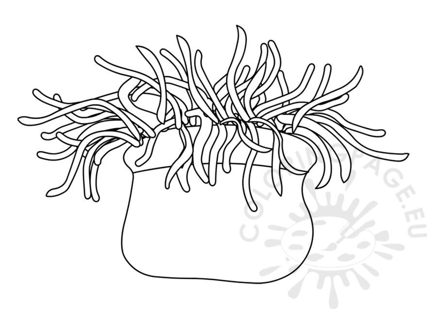 Sea anemone Drawing, anemone, hand, head, flower png | PNGWing